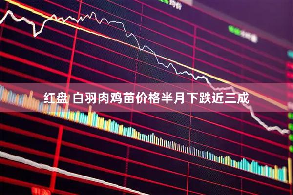 红盘 白羽肉鸡苗价格半月下跌近三成